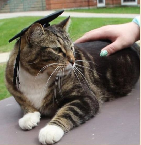 Max the cat wearing a graduation cap. (Washington Post on Instagram)