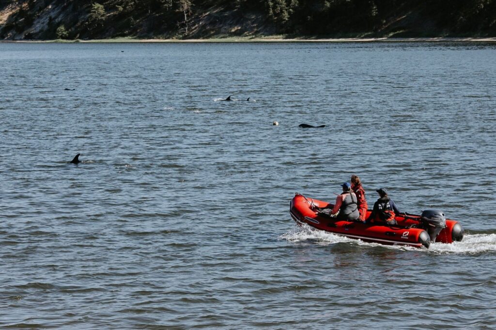 This handout photograph released by the International Fund for Animal Welfare (IFAW) shows responders trying to aid dolphins stranded in shallow mud flats along the coast of Cape Cod in Wellfleet, Massachusetts, U.S., June 28, 2024. (AFP Photo)