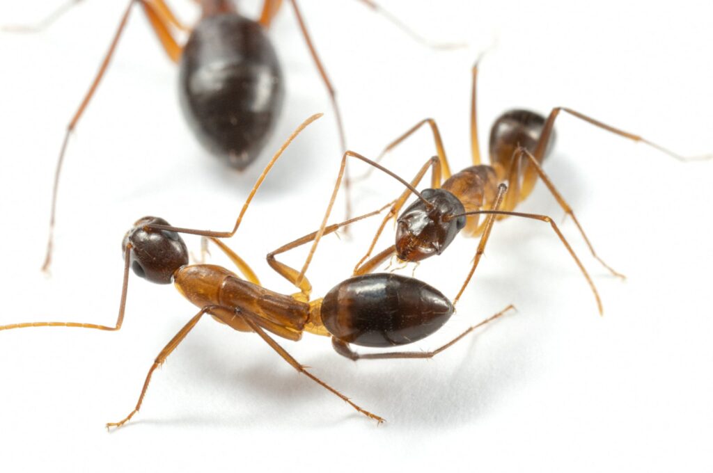 Two carpenter ants, Camponotus fellah, are seen in this undated photograph in a laboratory at the University of Lausanne in Switzerland. (Reuters Photo)