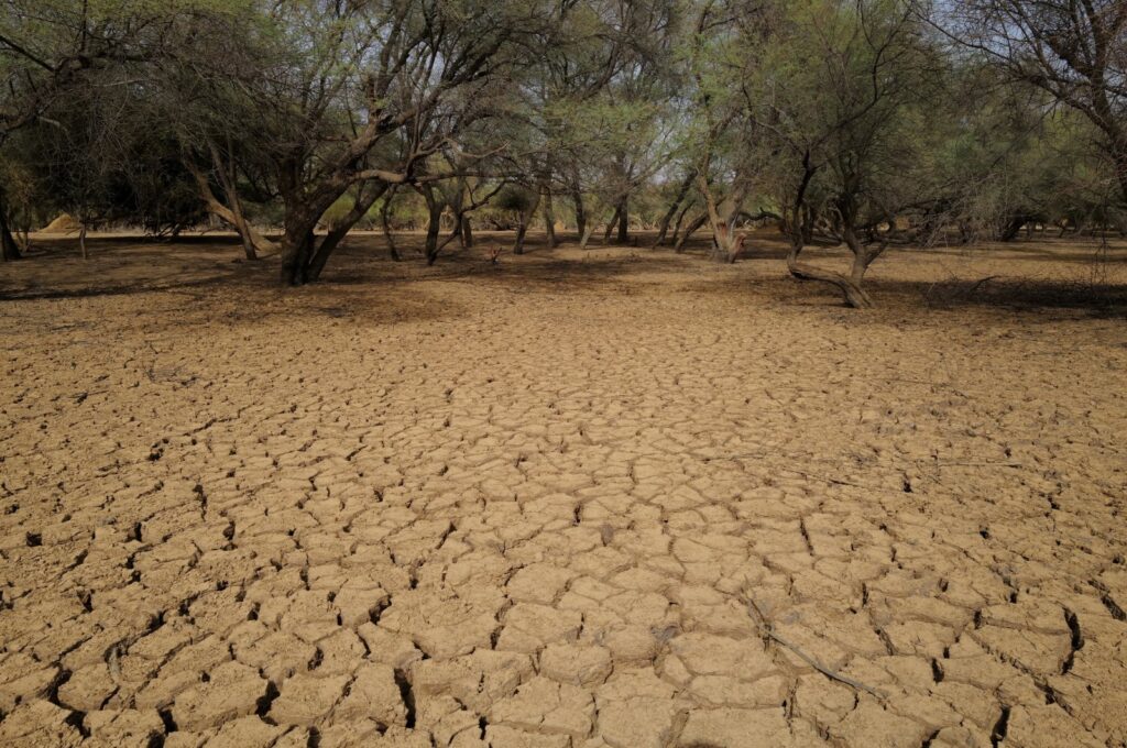 Dry earth is pictured in a field in an area that is part of the Great Green Wall of the Sahara and the Sahel, Senegal, July 11, 2021. (Reuters Photo)