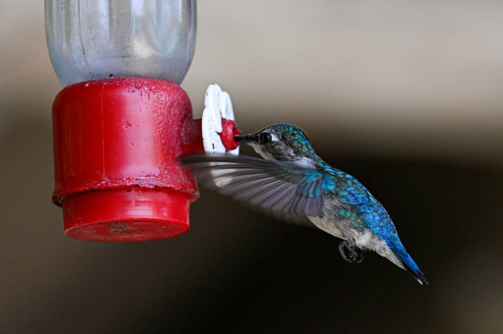 A Zunzuncito hummingbird (Mellisuga helenae) feeds at the Hummingbird's House, Palpite village, Matanzas province, Cuba, July 5, 2024. (AFP Photo)
