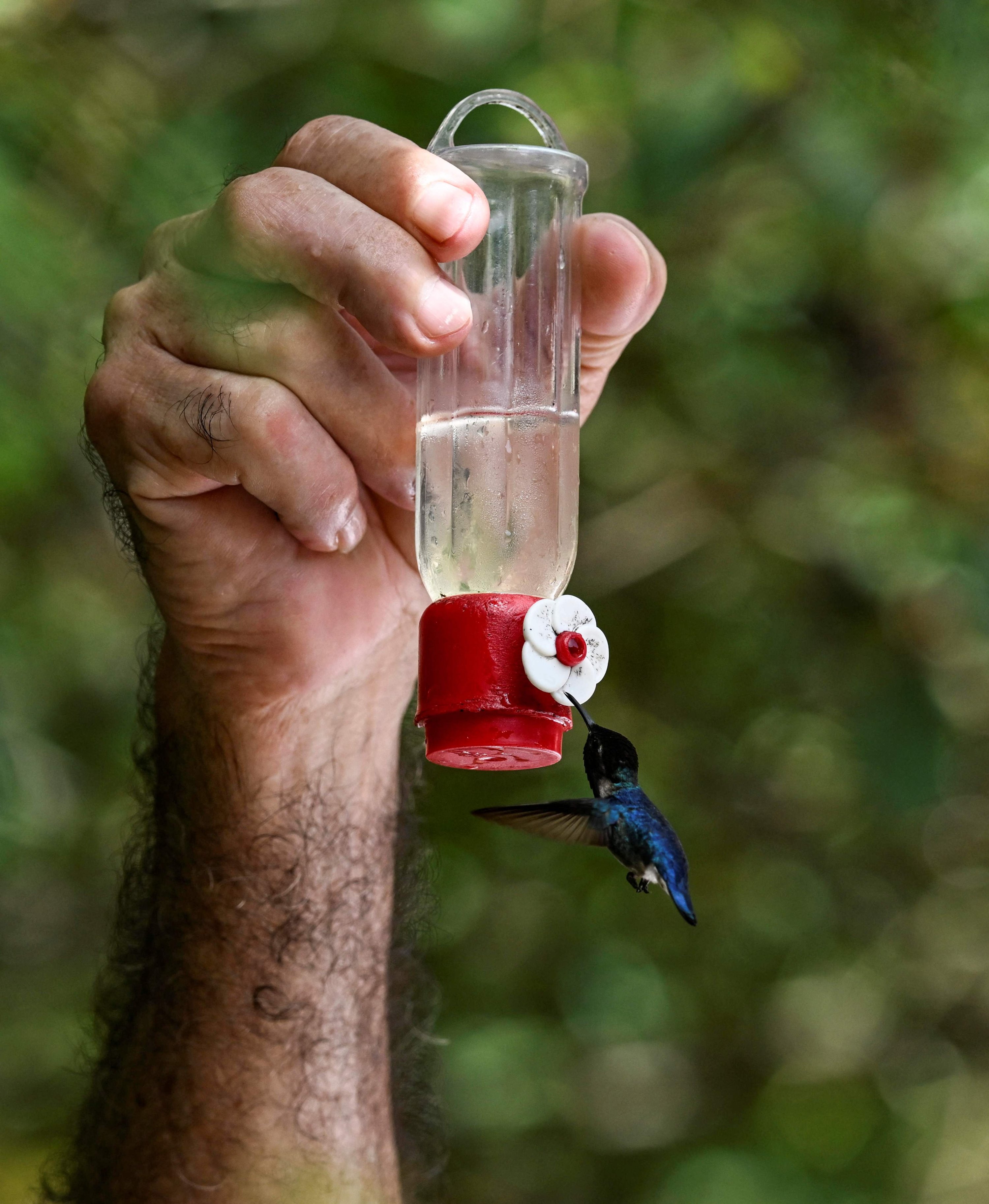 336556 Bernabe Hernandez feeds a Zunzuncito hummingbird (Mellisuga helenae) with a mixture of water and sugar in his backyard, which he baptized as the Hummingbird's House, Palpite village, Matanzas province, Cuba, July 5, 2024. (AFP Photo