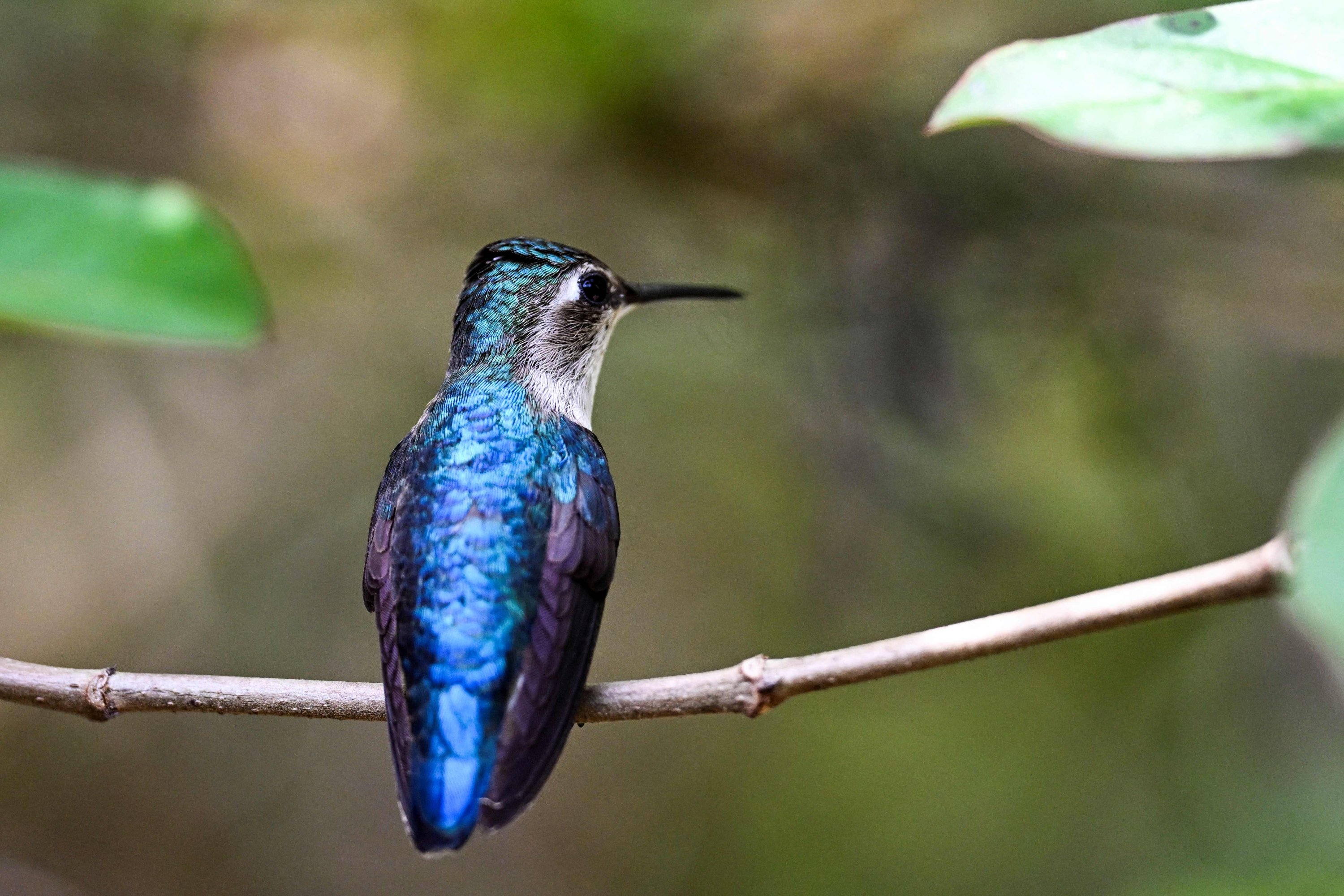 336557 A zunzuncito hummingbird (Mellisuga helenae) perches on the branch of a bush in the Hummingbird's House in Palpite village, Matanzas province, Cuba, July 5, 2024. (AFP Photo)