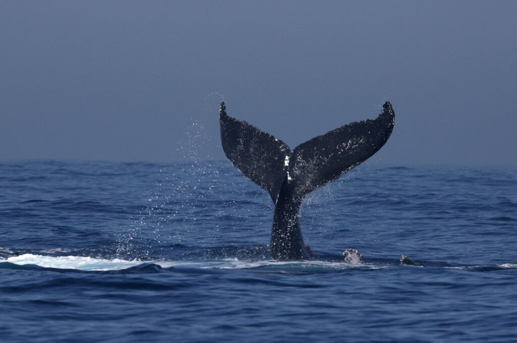 A humpback whale's tail slaps off the coast of Rio de Janeiro, during a whale watching event organized by Baleia Jubarte Project, Brazil, July 3, 2024. (Reuters Photo)