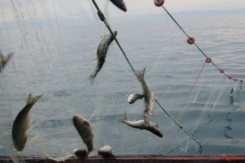 Fish caught when fishermen cast their nets into Lake Van after a three-month hiatus, Van, Türkiye, July 16, 2024. (IHA Photo)