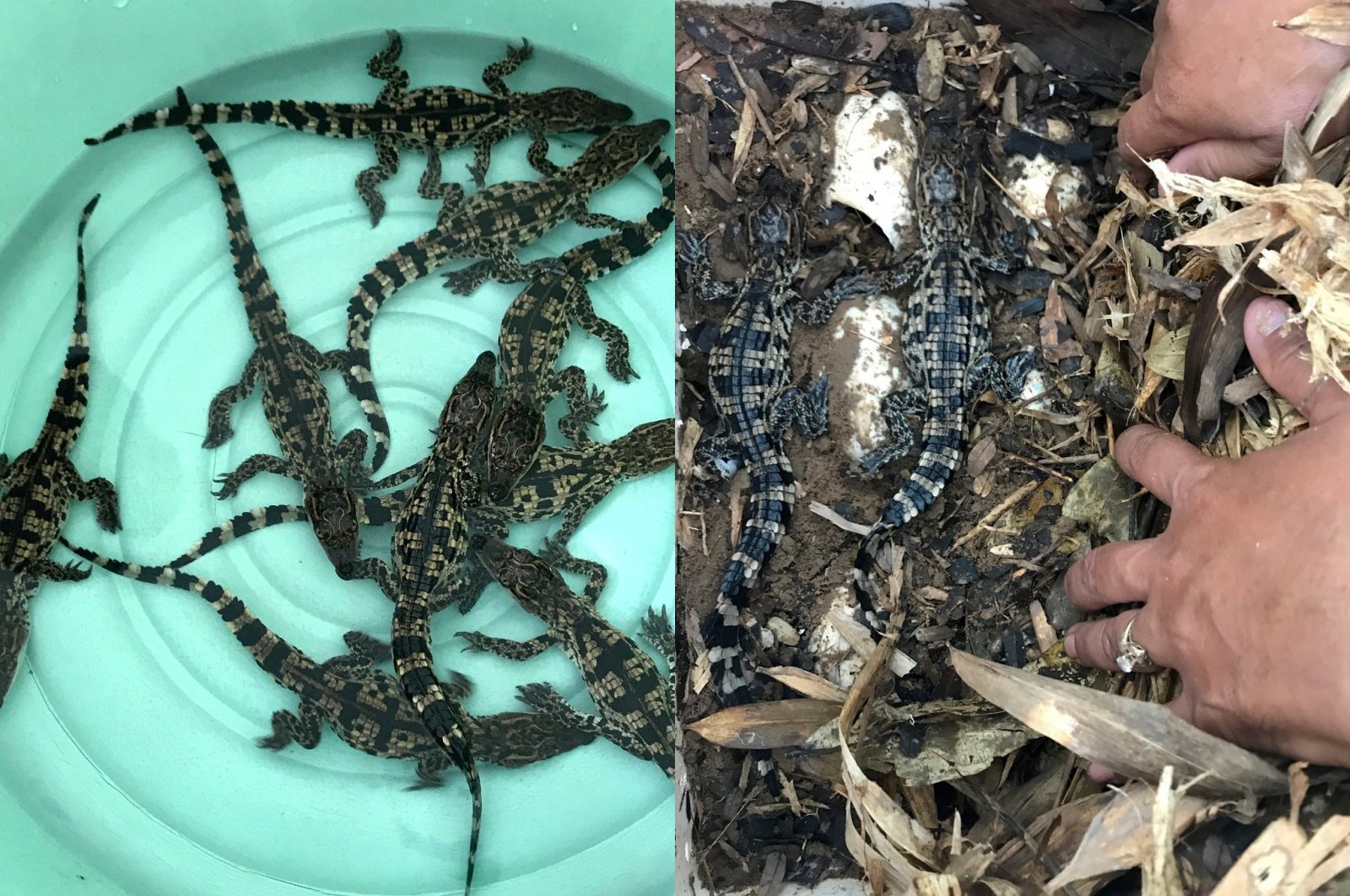 Siamese crocodile hatchlings. (dpa Photo)