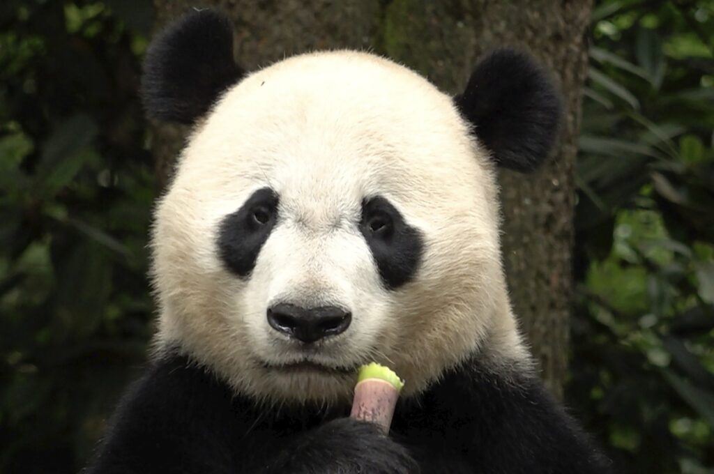 Bei Bei, a male giant panda, born in Smithsonian's National Zoo in the U.S. in 2015 and returned to China in 2019, eats bamboo in Ya'an, southwest China's Sichuan Province, June 12, 2024. (AP Photo)
