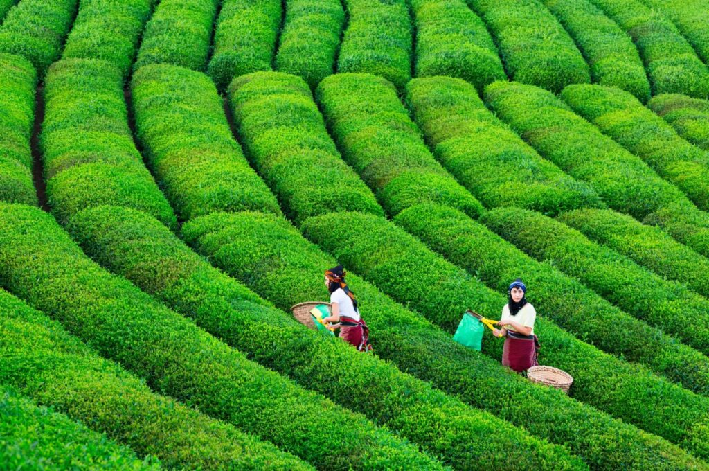 Women harvest tea leaves, Rize, northern Türkiye, July 21, 2016. (Getty Images Photo)
