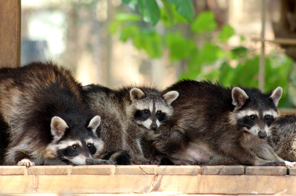 The baby raccoons explore their enclosure at Antalya's Natural Life Park, Antalya, Türkiye, July 23, 2024. (DHA Photo)