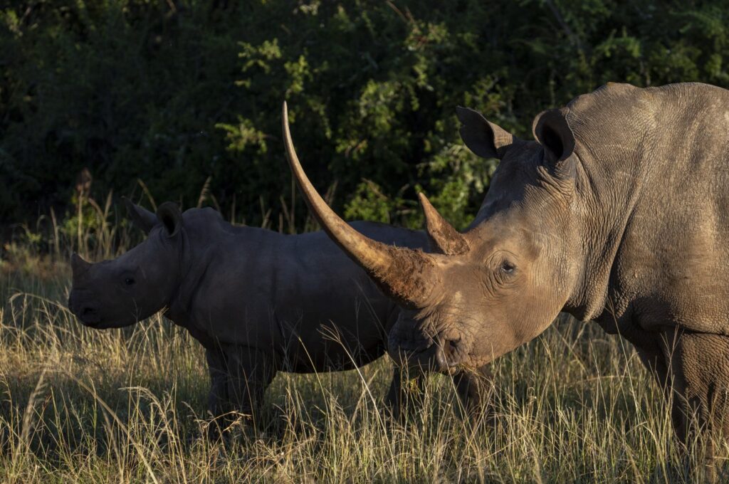 A group of white rhinoceroses is seen during a safari drive near the town of Paterson in South Africa's Eastern Cape province, Feb. 7, 2022. (Getty Images)