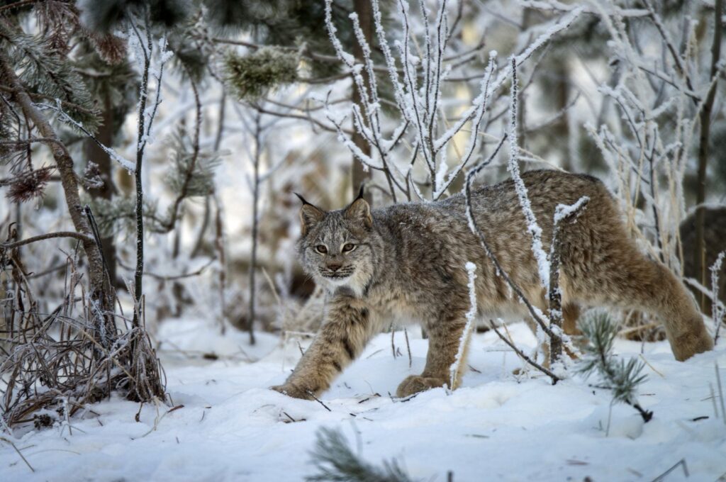 Canada Lynx in snowy landscape. (Getty Images)