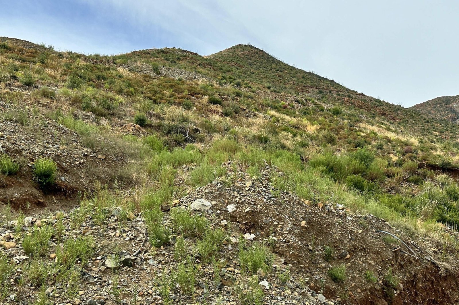 Muğla's mountains are once again green after the massive fires in 2022, Marmaris, Türkiye, Sept. 19, 2024. (DHA Photo)