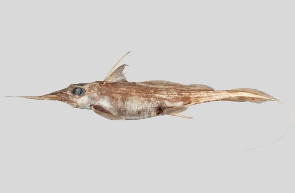 The newly described Australasian narrow-nosed spookfish. (Courtesy of National Institute of Water and Atmospheric Research)