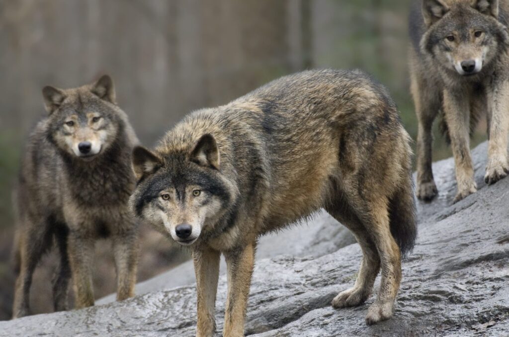 Swedish wolves at Skansen Zoo, Stockholm, Sweden, April 9, 2009. (AP File Photo)