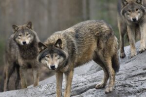 Swedish wolves at Skansen Zoo, Stockholm, Sweden, April 9, 2009. (AP File Photo)