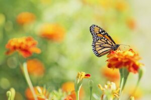 Conservationists raise alarms over a "butterfly emergency," as the latest U.K. citizen science survey reports the lowest numbers on record. (Getty Images)