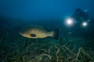 A diver conducts underwater conservation efforts for endangered grouper fish off Karaburun, İzmir, western Türkiye, Sept. 29, 2024. (AA Photo)