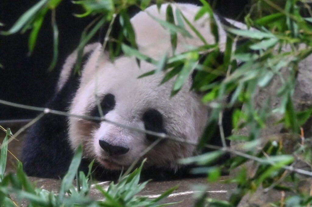 Shin Shin relaxes in her enclosure on the last day of viewing before she and another panda, Ri Ri, are sent back to China after 13 years at Tokyo's Ueno Zoo on Sept. 28, 2024. (AFP Photo)