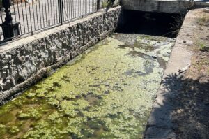 Algae caused by pollution floats in a stream, Bodrum, Muğla, Oct. 8, 2024. (DHA Photo)