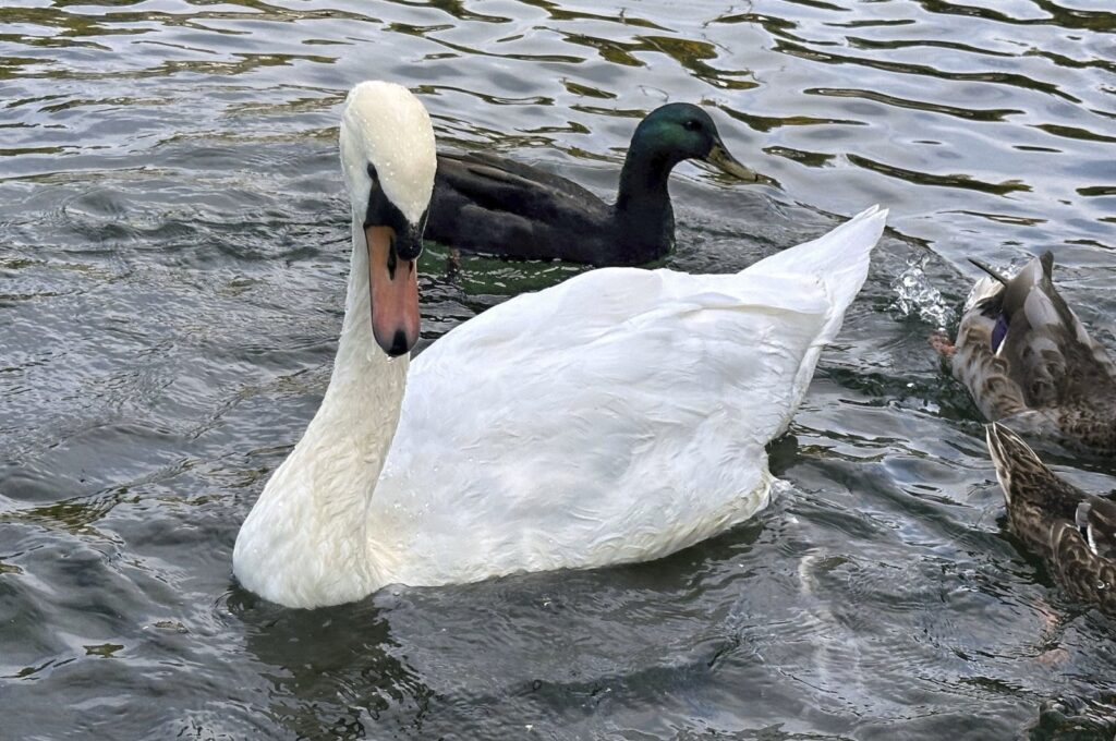 A mute swan swims with ducks in Manlius Swan Pond, Manlius, N.Y., U.S., Sept. 17, 2024. (AP Photo)