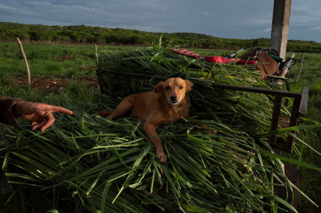 A dog named "Captain" lays on top of recently cut grass in Finca Favorito, Cuba, June 19, 2024. (Reuters Photo)