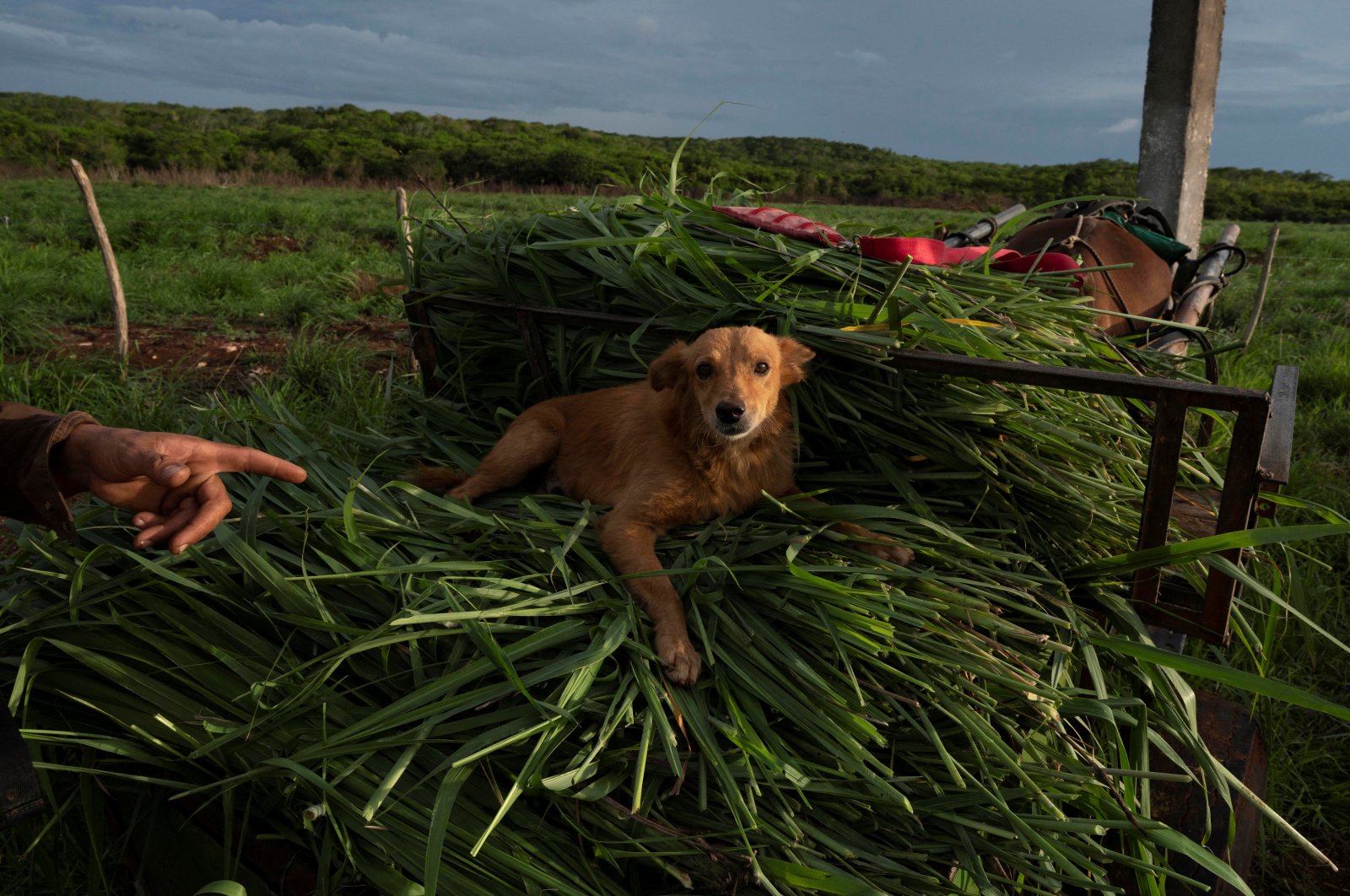 A dog named "Captain" lays on top of recently cut grass in Finca Favorito, Cuba, June 19, 2024. (Reuters Photo)