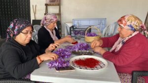 Women diligently work on saffron flowers, Safranbolu, Türkiye, Oct. 13, 2024. (DHA Photo)