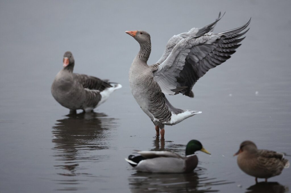 A pink-footed goose spreads its wings as thousands come to roost at Martin Mere Wetland Centre, Buscough, U.K., Oct. 16, 2024. (EPA Photo)