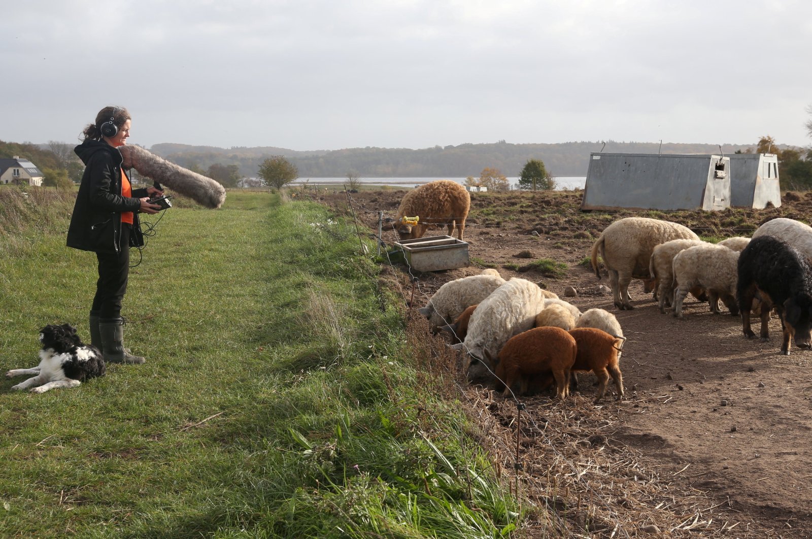 Elodie Mandel-Briefer, a behavioral biologist at the University of Copenhagen, demonstrates how she records pigs' calls on a farm to analyze later, Vipperod, Denmark, Oct. 21, 2024. (Reuters Photo)