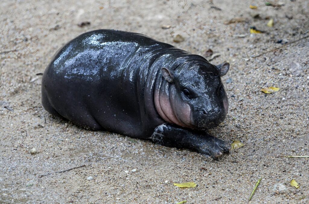 A female dwarf hippopotamus named "Moo Deng" lies on the ground at Chonburi, Thailand, Sept. 8, 2024. (Getty Images)