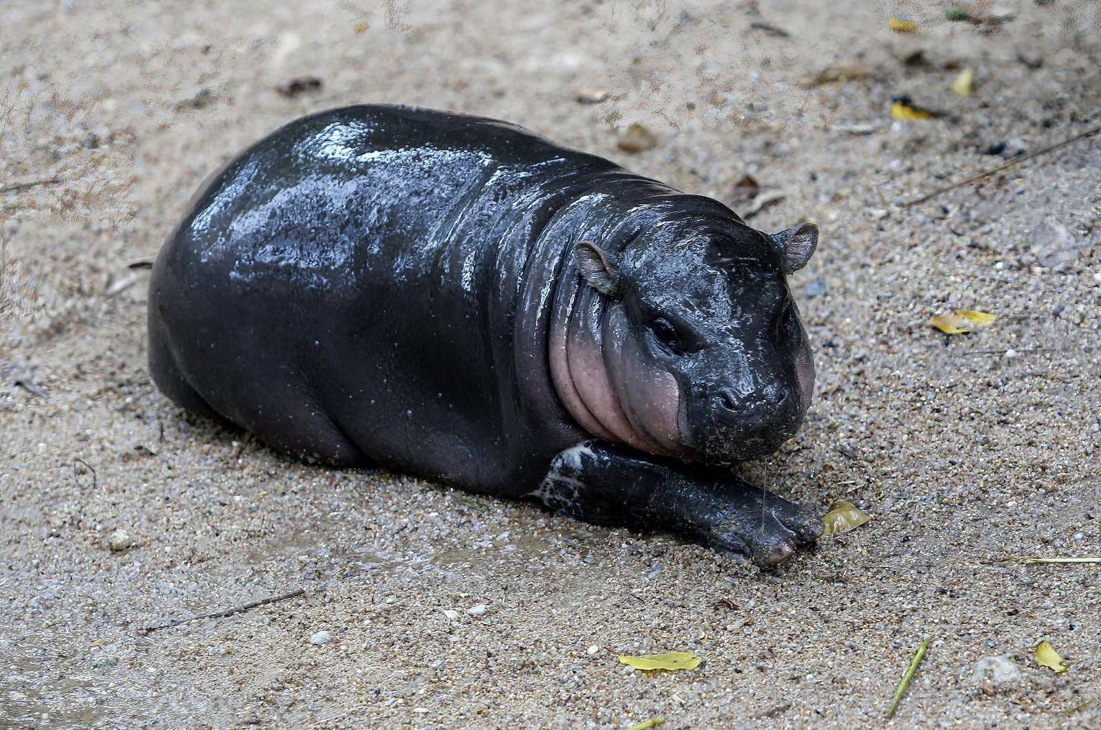 A female dwarf hippopotamus named "Moo Deng" lies on the ground at Chonburi, Thailand, Sept. 8, 2024. (Getty Images)
