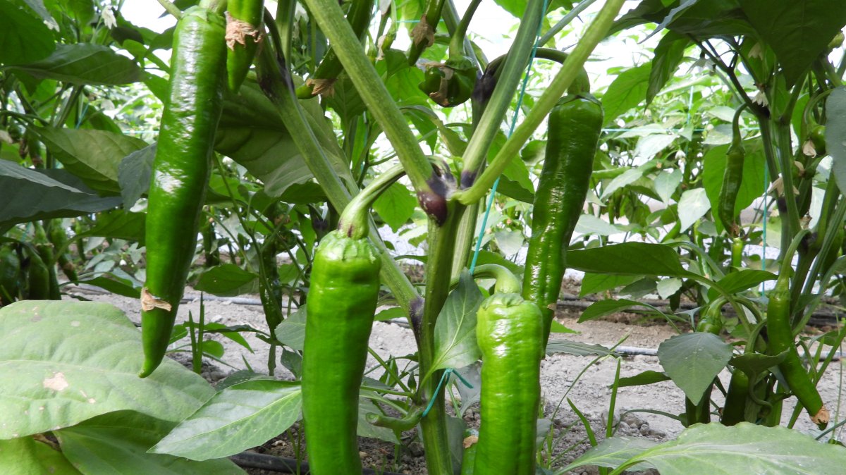 Samandağ peppers, Türkiye's hottest, ready for harvest in Hatay, Türkiye, Dec. 2, 2024. (DHA Photo)