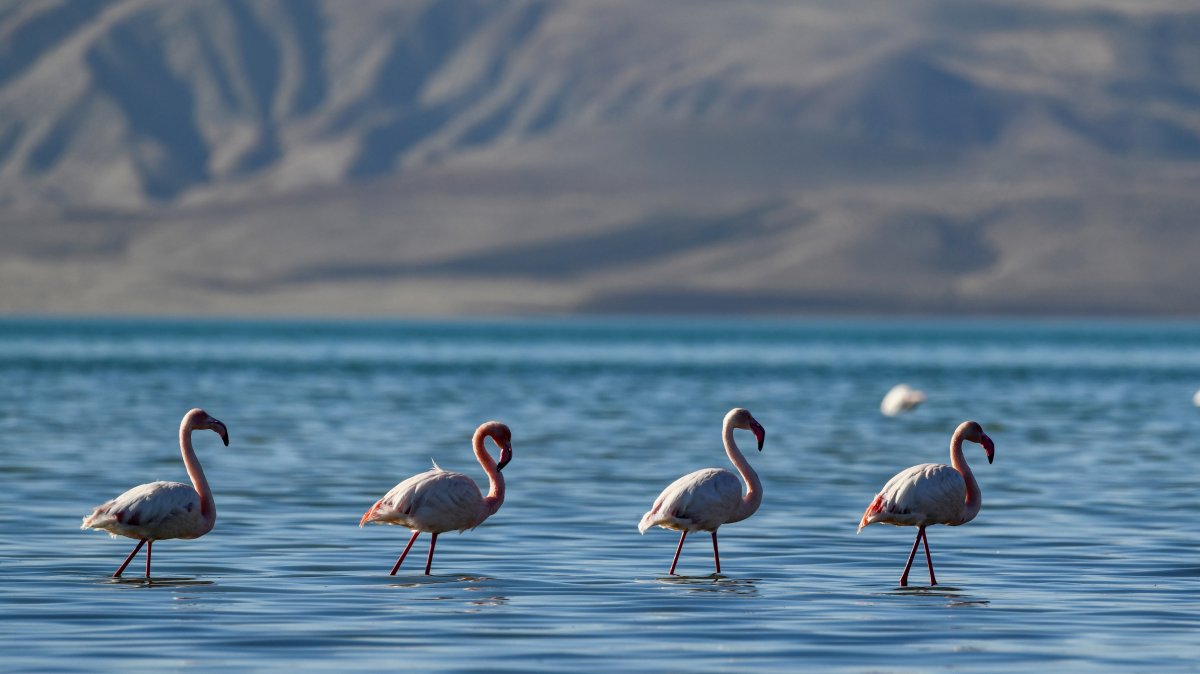 Flamingos resting in the Göründü Marshes, located in the Lake Van Basin, Türkiye, Jan. 9, 2025. (DHA Photo)