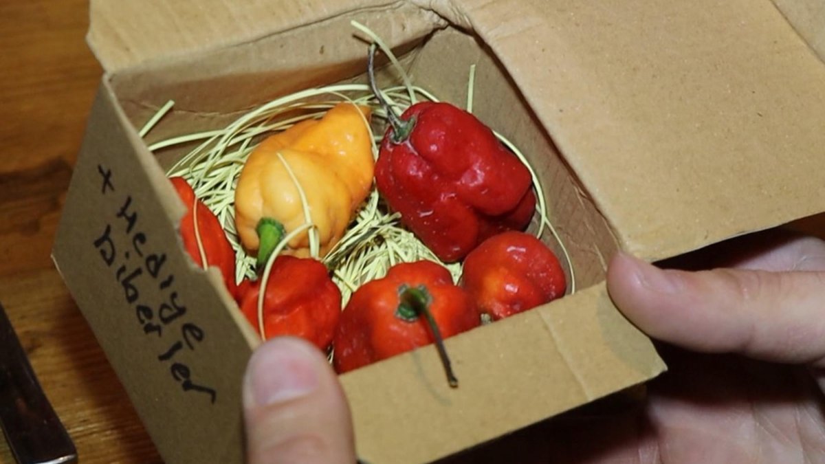 A close-up of the world’s hottest pepper, the "Carolina Reaper," featured in a hot pepper eating contest, Erzurum, Türkiye, Jan. 16, 2024. (DHA Photo)
