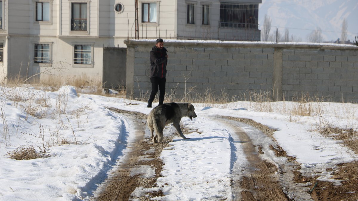 Authorities round up stray dogs following the death of 12-year-old Eslem Teker in Yüksekova, Hakkari, southeastern Türkiye, Jan. 19, 2025. (AA Photo)