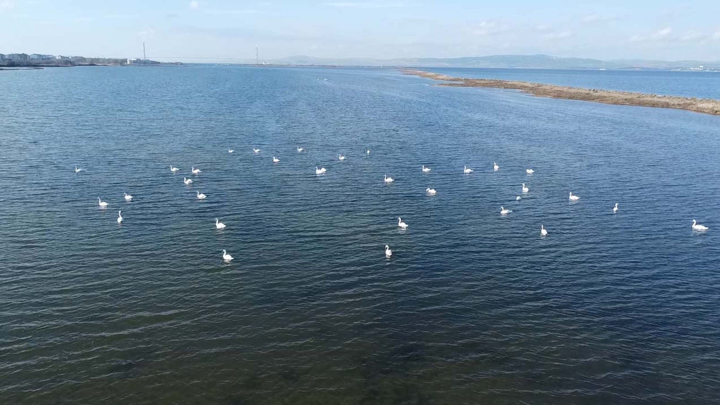 Birds observed in wetlands during the 2025 Winter Mid-Season Waterfowl Census, Çanakkale, Türkiye, Jan. 30, 2025. (DHA Photo)
