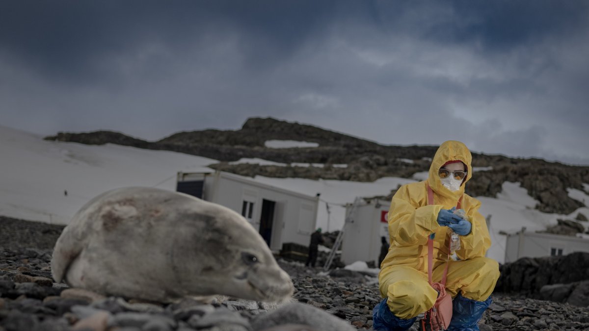 A researcher of Türkiye’s 9th National Antarctic Science Expedition collects a sample from a seal on Horseshoe Island, Antarctica, Feb. 26, 2025. (AA Photo)