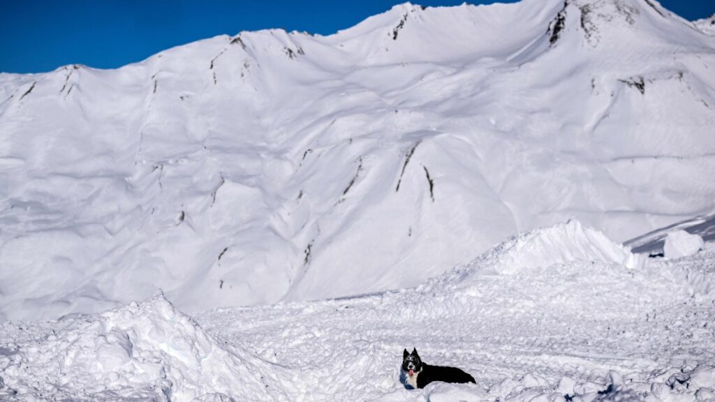 An avalanche dog takes part in a search and rescue exercise for avalanche victims in the French Alps ski resort of La Rosiere, southeastern France, Feb. 4, 2025. (AFP Photo)