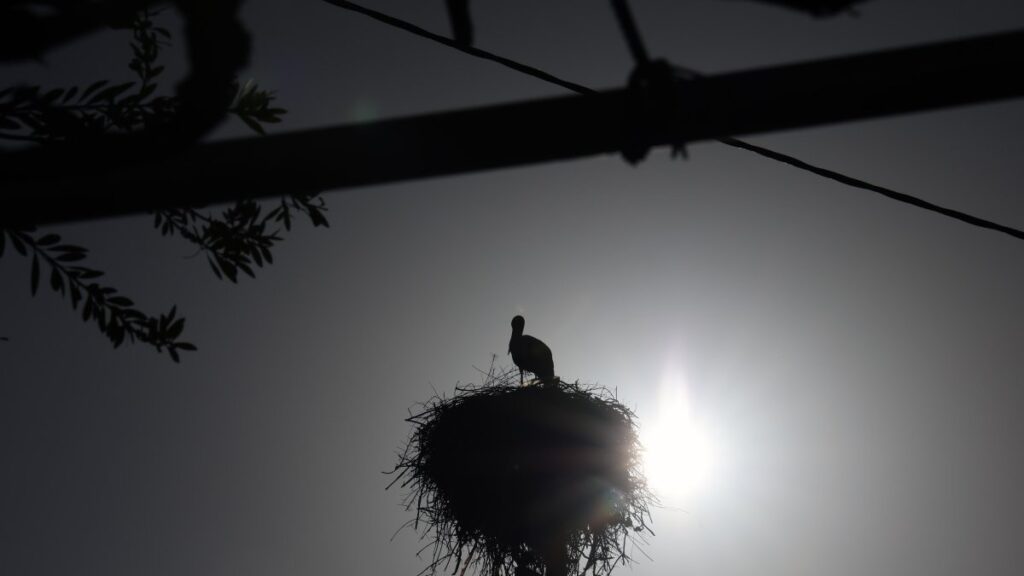 A stork perches in its nest as the nesting season begins, Muğla, Türkiye, March 17, 2025. (IHA Photo)