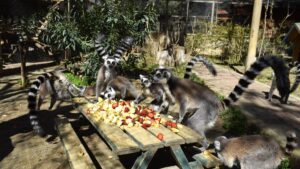 A group of lemurs have their meal at Antalya Natural Life Park, Antalya, Türkiye, March 23, 2025. (DHA Photo)