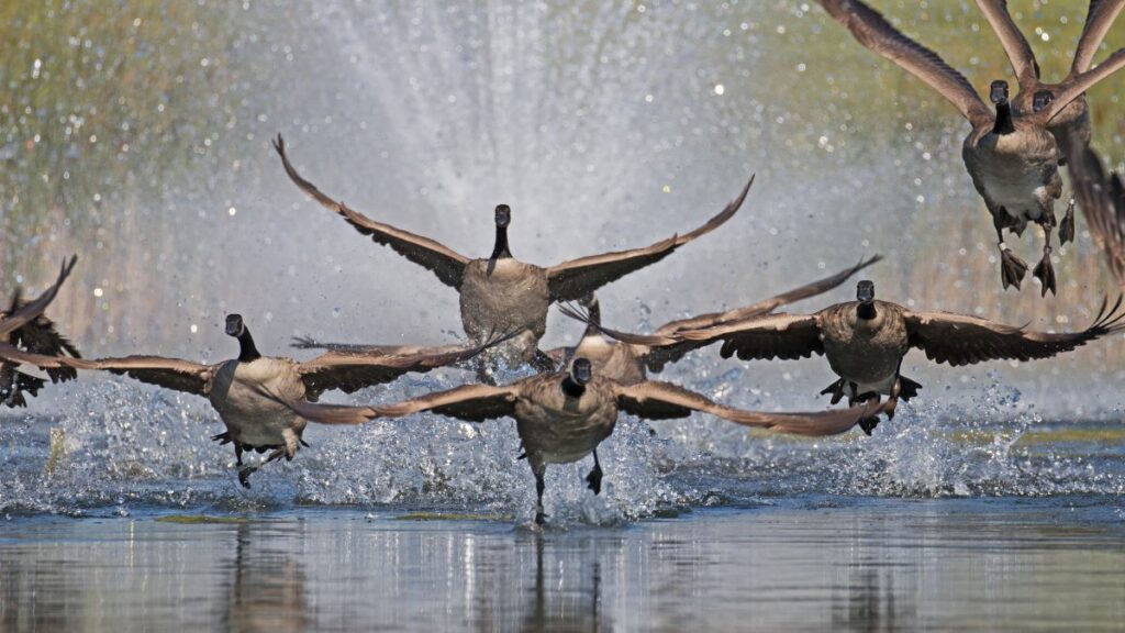 March through May marks the nesting season, during which geese become highly protective of their nests. (Getty Images)
