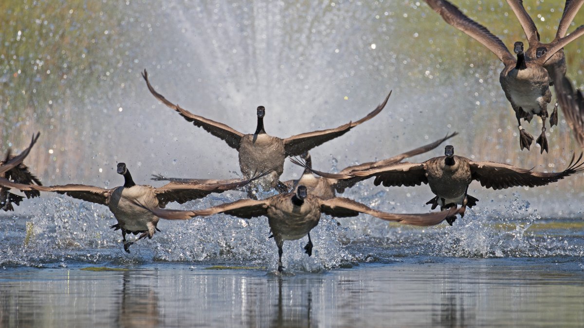 March through May marks the nesting season, during which geese become highly protective of their nests. (Getty Images)