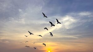 A flock of migratory birds soars through the sky under a dramatic cloud-filled background. (Shutterstock Photo)