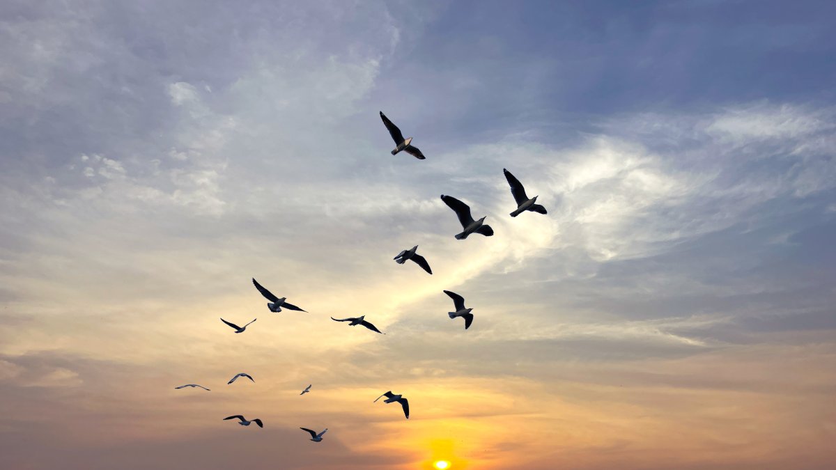 A flock of migratory birds soars through the sky under a dramatic cloud-filled background. (Shutterstock Photo)