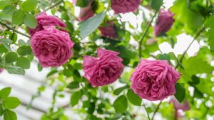 The rare Muhammediye rose is preserved in a greenhouse, Diyarbakır, southeastern Türkiye, May 12, 2025. (AA Photo)