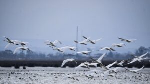 Migratory birds rest in the Kızılırmak Delta Bird Sanctuary during their journey along the migration route, Samsun, Türkiye, May 14, 2025. (AA Photo)