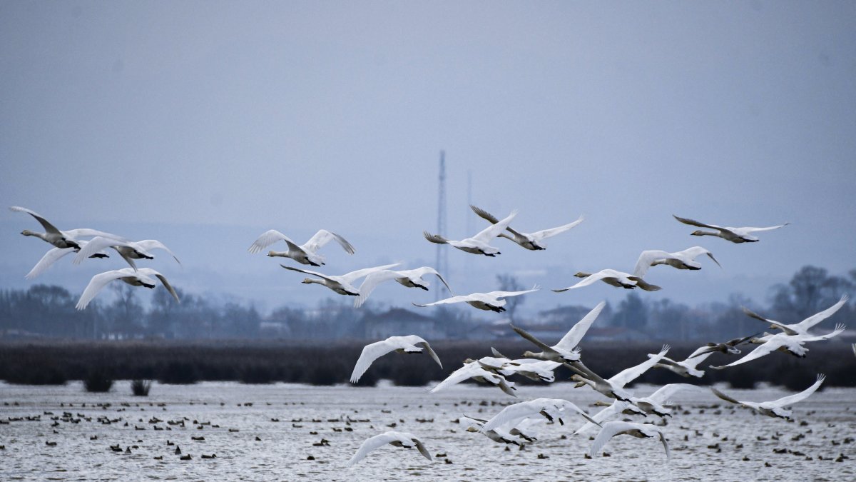 Migratory birds rest in the Kızılırmak Delta Bird Sanctuary during their journey along the migration route, Samsun, Türkiye, May 14, 2025. (AA Photo)