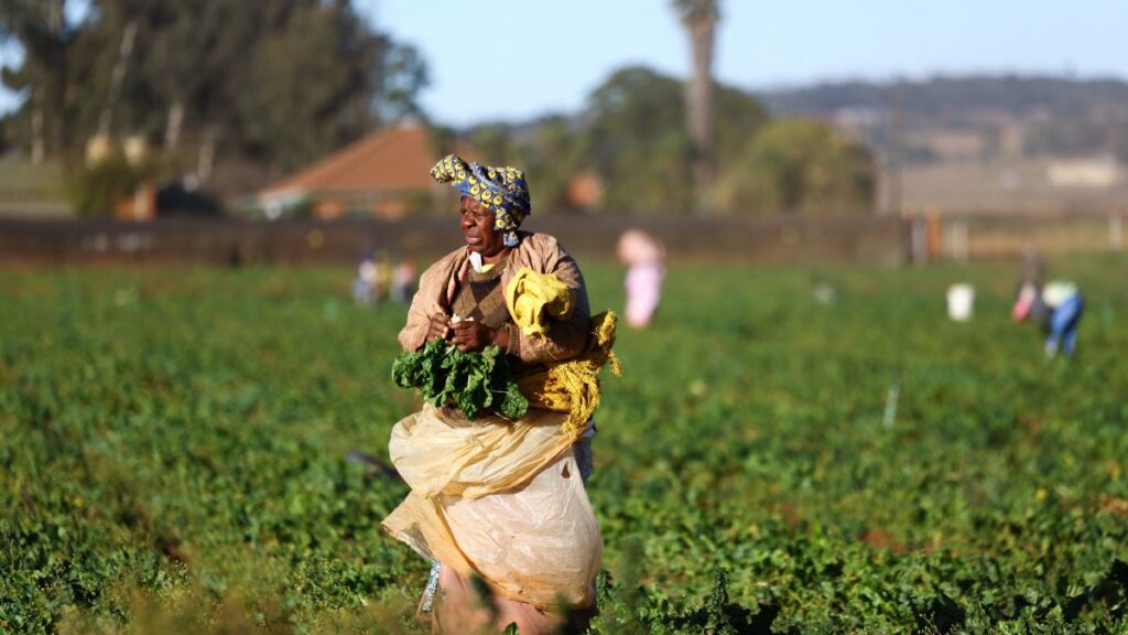 A farm worker is seen at a farm in Johannesburg, South Africa, May 21, 2025. (Reuters Photo)