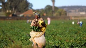 A farm worker is seen at a farm in Johannesburg, South Africa, May 21, 2025. (Reuters Photo)