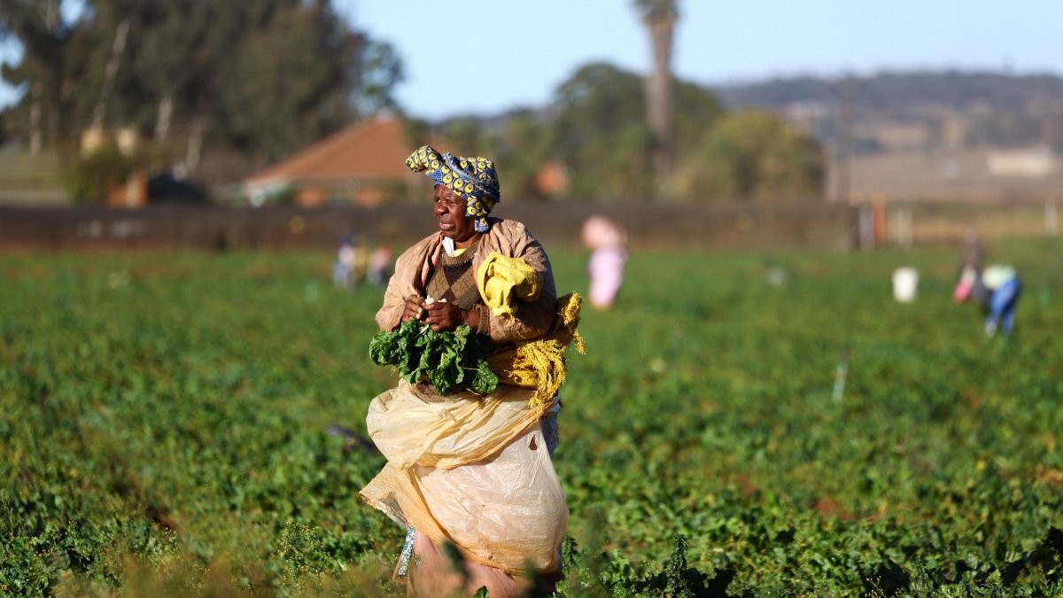 A farm worker is seen at a farm in Johannesburg, South Africa, May 21, 2025. (Reuters Photo)